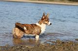 CORGI CARDIGAN 084